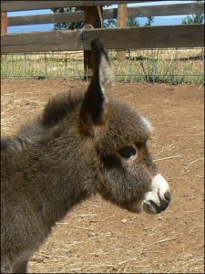 Click photo to enlarge image