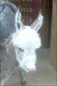 Click photo to enlarge image