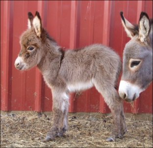 Click here to enlarge this picture.