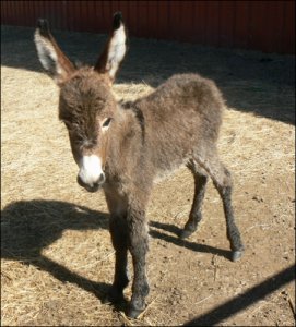 Click photo to enlarge image