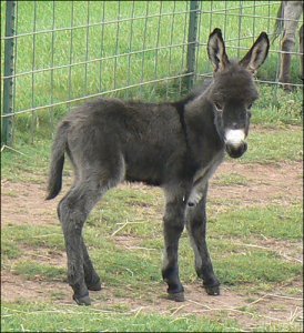 Click here to enlarge this picture.