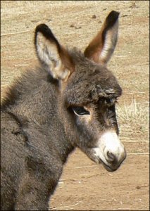 Click here to enlarge this picture.