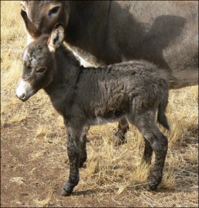 Click here to enlarge this picture.