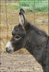 Click here to enlarge this picture.