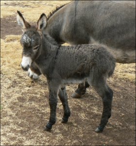 Click here to enlarge this picture.