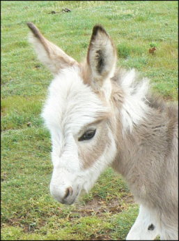 Click here to enlarge this picture.