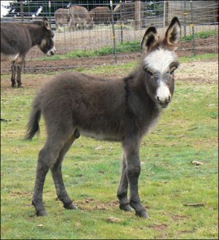 Click here to enlarge this picture.