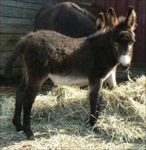 Click here to enlarge this picture.