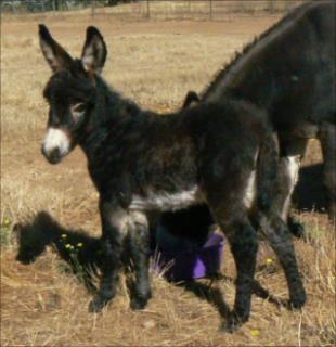 Click here to enlarge this picture.