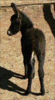 Click here to enlarge this picture.