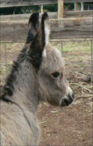 Click here to enlarge this picture.