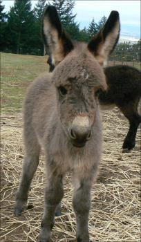 Click here to enlarge this picture.