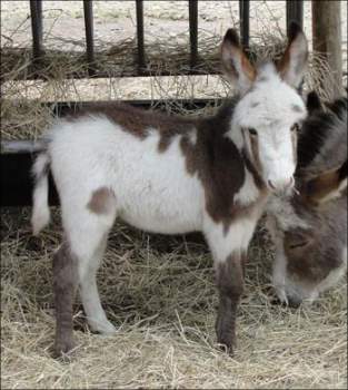 Click here to enlarge this picture.