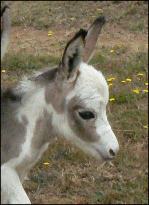 Click here to enlarge this picture.