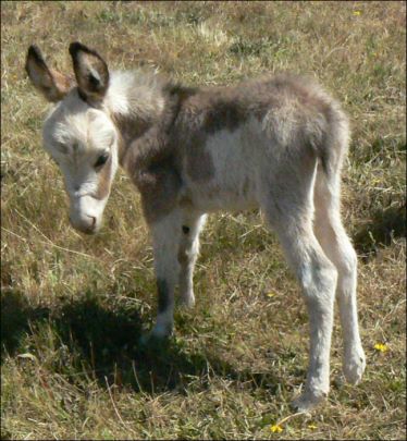 Click here to enlarge this picture.