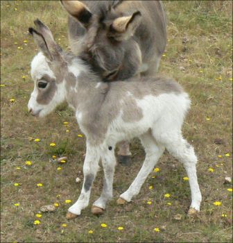 Click here to enlarge this picture.