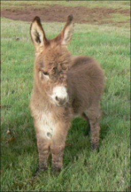 Click here to enlarge this picture.