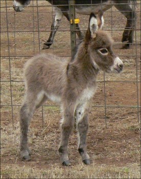 Click here to enlarge this picture.