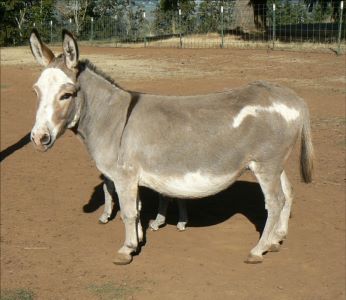 Click here to enlarge this picture.