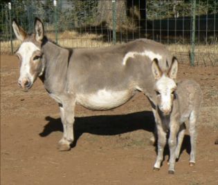 Click here to enlarge this picture.