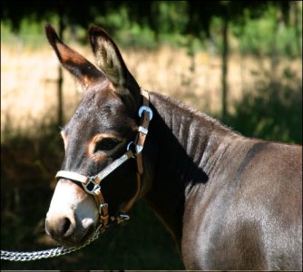 Click here to enlarge this picture.