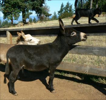 Click here to enlarge this picture.