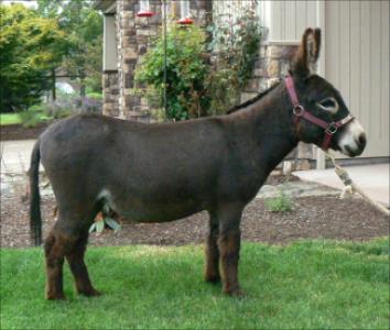 Click here to enlarge this picture.