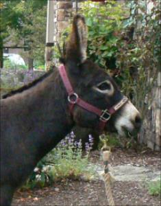 Click here to enlarge this picture.