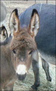 Click photo to enlarge image