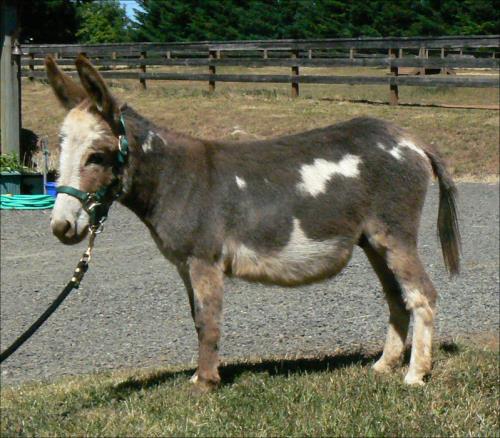 Click here to enlarge this picture.