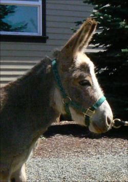 Click here to enlarge this picture.