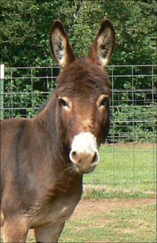 Click photo to enlarge image