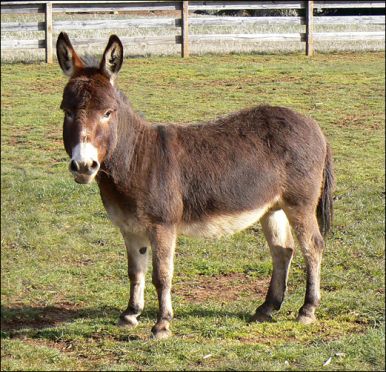 Click photo to enlarge image