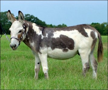 Click here to enlarge this picture.