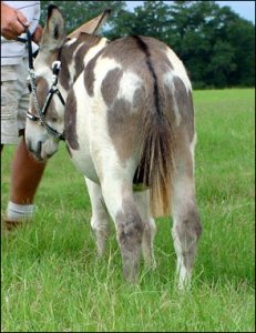 Click here to enlarge this picture.