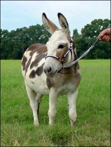 Click here to enlarge this picture.