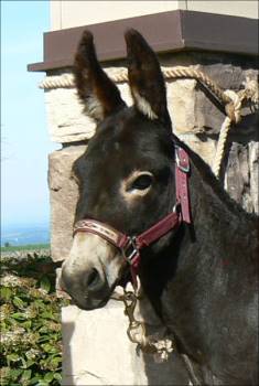 Click photo to enlarge image