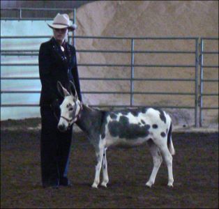 Click photo of miniature donkey for sale to enlarge.