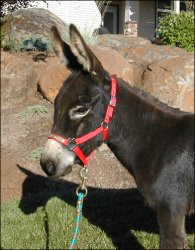 Click here to enlarge this picture.