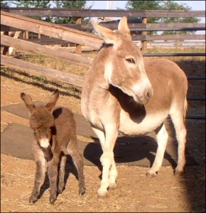 Click here to enlarge this picture.