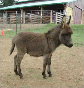 Eola HIlls Little Boomerang