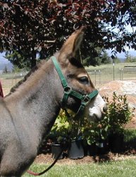 Click here to enlarge this picture.