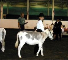 Click here to enlarge this picture.