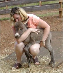 Click here to enlarge this picture.