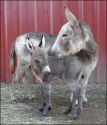 Click here to enlarge this picture.