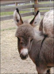 Click here to enlarge this picture.