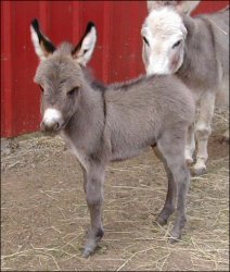 Click here to enlarge this picture.