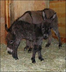 Click here to enlarge this picture.