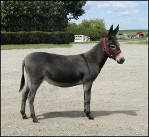 Click here to enlarge this picture.