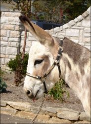 Click here to enlarge this picture.